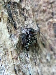 Pteroxanium kelloggi