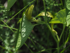Aristolochia pallida