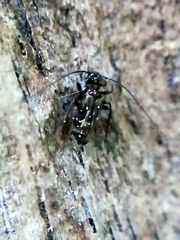Pteroxanium kelloggi
