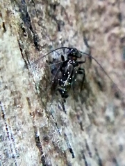 Pteroxanium kelloggi