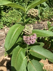 Asclepias syriaca