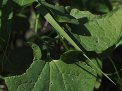 Aristolochia pallida