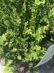Chamaecyparis obtusa