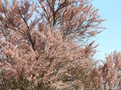 Tamarix parviflora