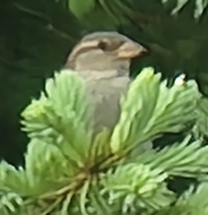 Passer domesticus