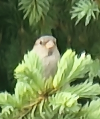 Passer domesticus