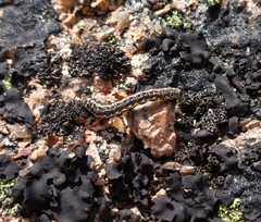 Macaria argillacearia