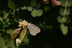 Iolana iolas