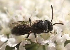 Hylaeus