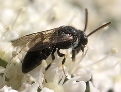 Hylaeus
