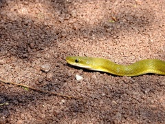 Senticolis triaspis triaspis