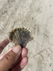 Pinctada imbricata
