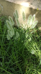 Trisetaria panicea