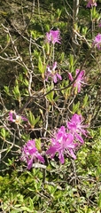 Rhododendron canadense