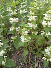 Lamium album