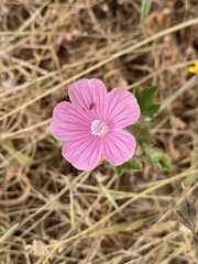 Malva hispanica