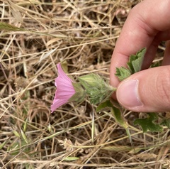 Malva hispanica