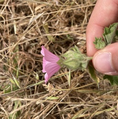 Malva hispanica
