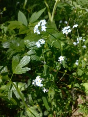 Myosotis krylovii