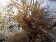 Anemonia viridis