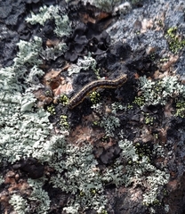 Macaria argillacearia