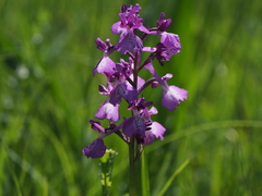 Anacamptis × alata