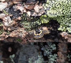 Macaria argillacearia