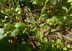 Myosotis krylovii