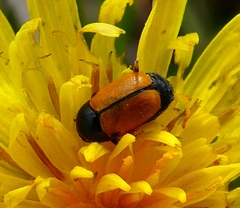 Cryptocephalus rugicollis