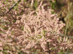 Tamarix parviflora