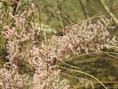 Tamarix parviflora