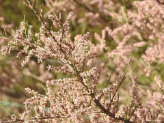 Tamarix parviflora