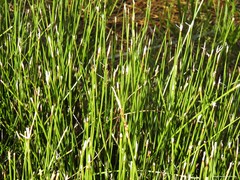 Juncus maritimus