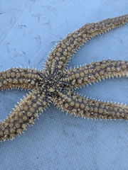 Stylasterias forreri