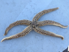 Stylasterias forreri