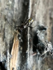 Pteroxanium kelloggi