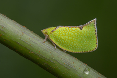 Salurnis marginella