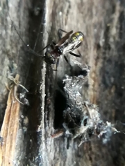 Pteroxanium kelloggi