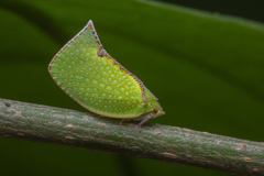 Salurnis marginella