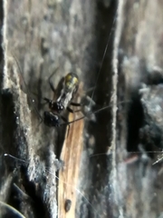 Pteroxanium kelloggi