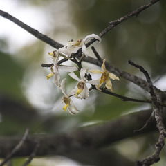 Cymbilabia undulata