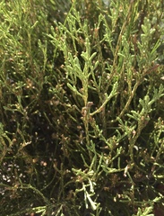 Dicerothamnus adpressus