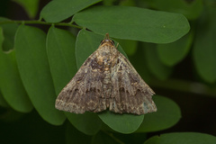 Bertula depressalis