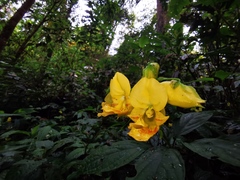 Balsaminaceae