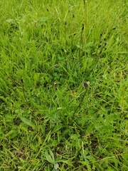 Plantago lanceolata