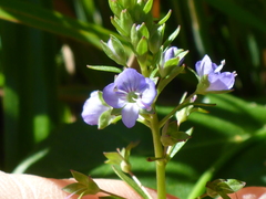 Veronica americana