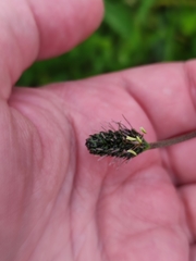 Plantago lanceolata