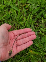 Plantago lanceolata