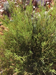 Dicerothamnus adpressus