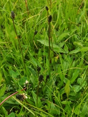 Plantago lanceolata